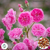 50 Heirloom Harlow Carr English Rose flower Bonsai Garden Seeds
